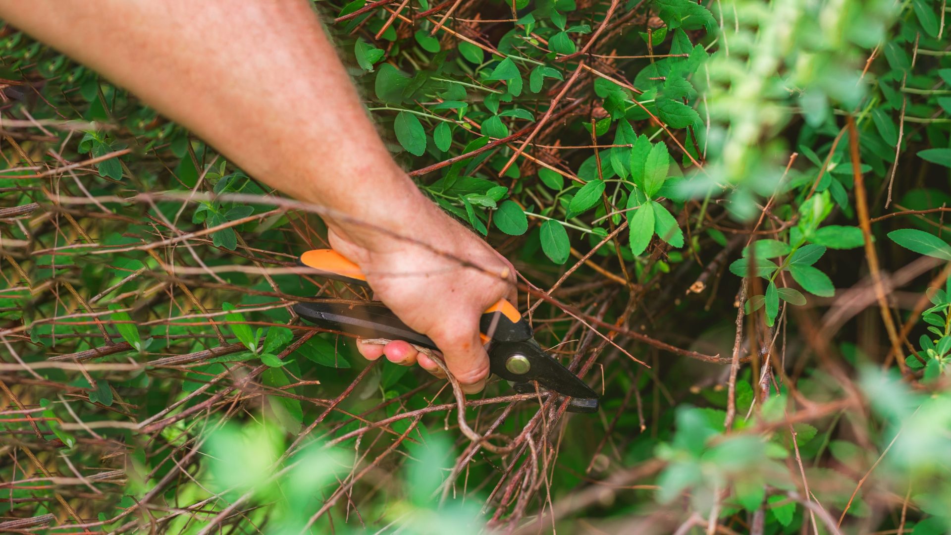 Mini Info Section Image